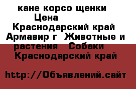 кане корсо щенки › Цена ­ 15 000 - Краснодарский край, Армавир г. Животные и растения » Собаки   . Краснодарский край